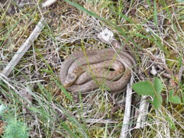 Reptilien 3: Schlingnatter Sehr versteckt lebende Schlange, max.