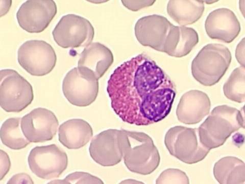 Blutzellen rote Blutkörperchen