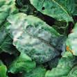 Rübenblätter Cercospora Rübenrost Echter Mehltau Ramularia Juwel sichert durch seine hervorragende Krankheitsbekämpfung und