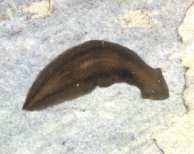 zóon: benthos: groß (> 1 mm) Tier