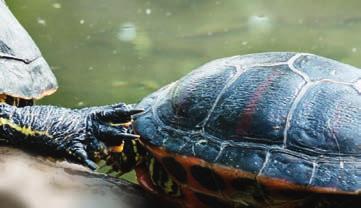 Wasserschildkröten JBL
