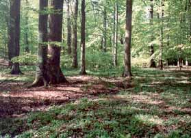 Auf dieser Grundlage konnten erste praktische Vorgaben mit dem Erlass des Schleswig-Holsteinischen Umweltministeriums Vorläufige Anweisung zur Behandlung von landeseigenen Wäldern Schleswig-Holsteins