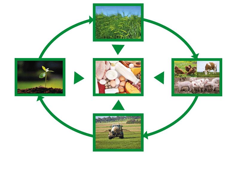 Oxygen transfer in circulation Impact on our food MarMax Pflanzen dienen als Nahrungsmittel oder als Futtermittel für Nutztiere.