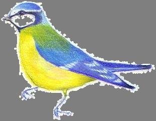 1. Die Blaumeise gehört zu den Singvögeln Greifvögeln Schreitvögeln 2. Beschreibe das Aussehen der Blaumeise möglichst genau. 3.