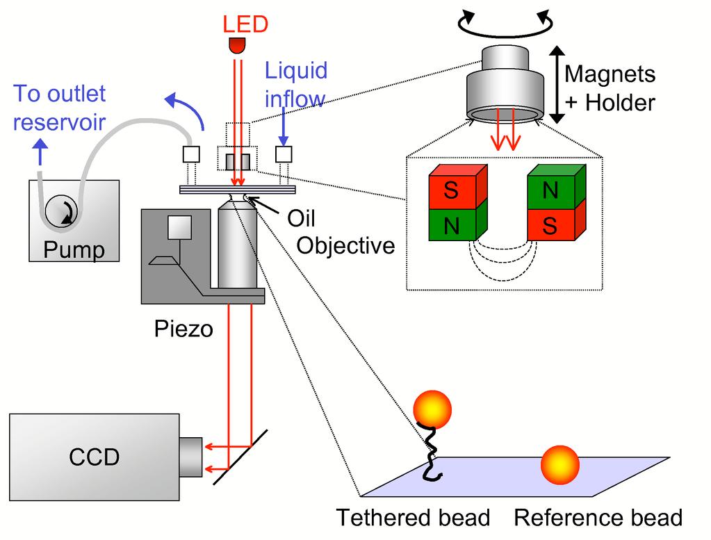 Einzelmolekülmessungen mit magnetischen Pinzetten Verfolge