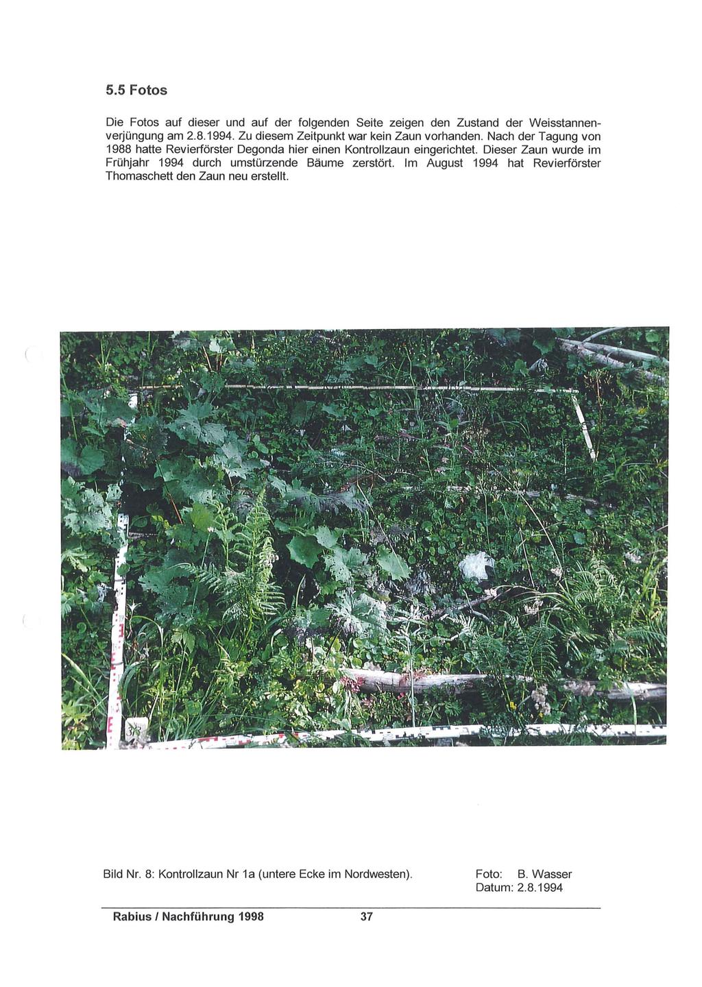 5.5 Fotos Die Fotos auf dieser und auf der folgenden Seite zeigen den Zustand der Weisstannenverjüngung am 2.8.1994. Zu diesem Zeitpunkt war kein Zaun vorhanden.