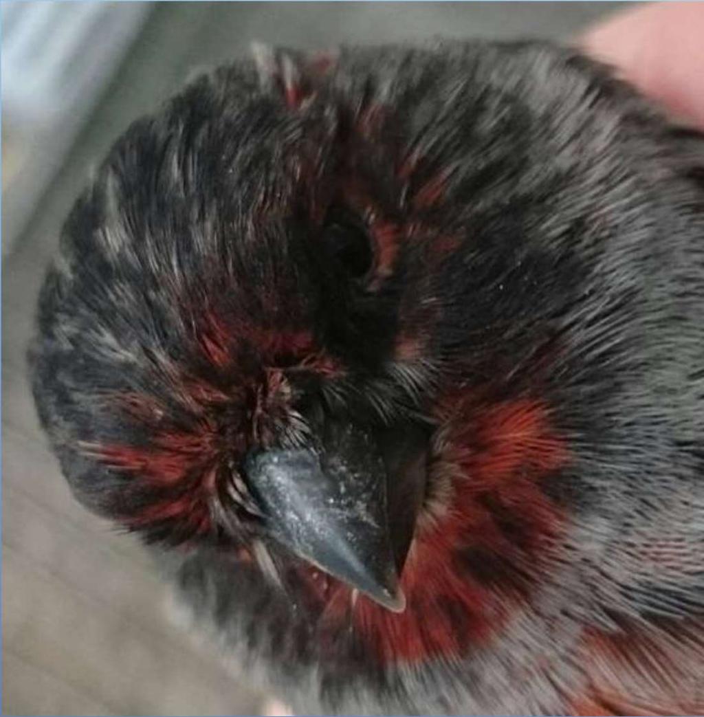 Mosaikvogel mit sehr guter schwarzer Zeichnung, maximaler braunfreier Grundfarbe, ohne Aufhellung an der Kehle und um die Augen.