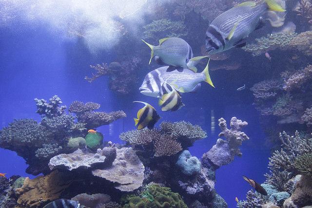 Underwater Observatory Marine Park, Eilat dazu (fakultativ).