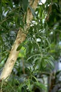 TEEBAUM Melaleuca alternifolia weitere Bezeichnungen: Pflanzenfamilie: Herkunft: Tea Tree, Paper bark tree Myrtengewächse (Myrtaceae) Australien (ursprüngliche Heimat ist die Nordküste von New South