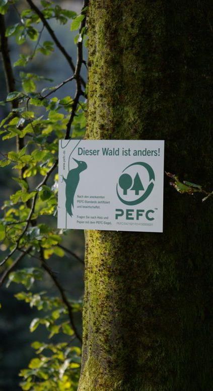 Ablauf der Zertifizierung in Deutschland Was heißt Waldzertifizierung?