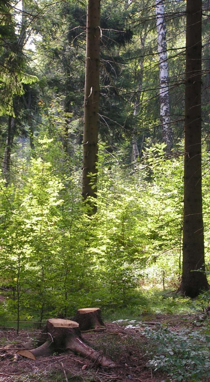 International Was heißt nachhaltige Forstwirtschaft?
