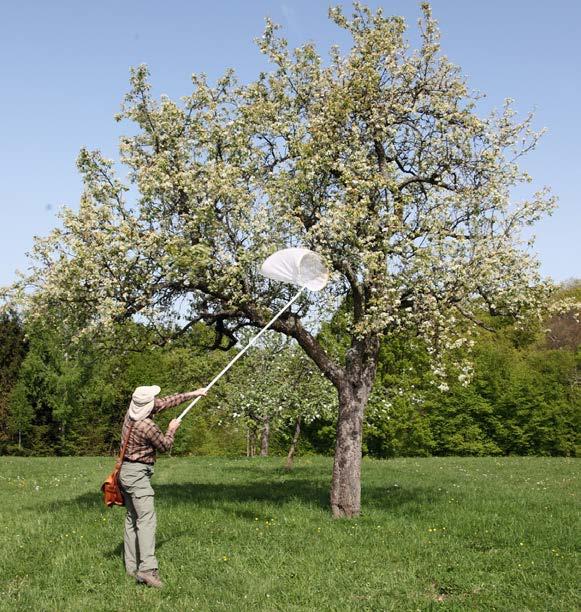 Um auch die an Bäumen sammelnden Bienen zu erfassen, kam im Frühjahr ein Baumkescher zum Einsatz.