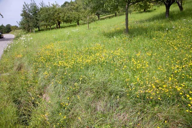 Schaffung von Nistgelegenheiten Nicht nur Verfügbarkeit und Vielfalt an geeigneten Nahrungsressourcen sind für das Vorkommen der Wildbienen in einem Gebiet wichtig, sondern es müssen auch geeignete