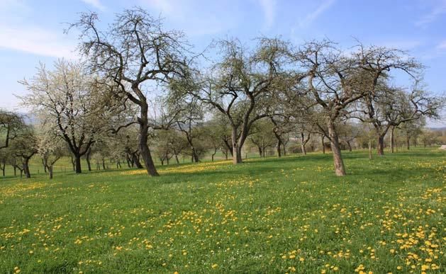 Abbildung 63: Intensiv bewirtschaftete Streuobstwiese im Ostteil des