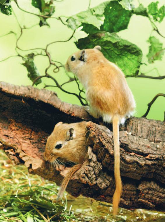 Geschichtliches Von der Wissenschaft entdeckt wurden die Tiere 1866 von dem französischen Pater Abbé Armand David, der die gelben Ratten an das Pariser Naturkundemuseum schickte.