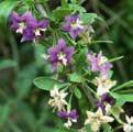 Die Goji-Beere auch Wolfberry und Gemeiner Bocksdorn genannt ist eine attraktive Gartenpflanze, die zum Wuchern neigt.