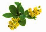 16 Sauerdorn Berberis vulgaris Blüte oooo Herbstfärbung oooo Frucht oooo Verwendung Pflanze: Gruppe, Hecke, Böschungen Verwendung