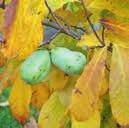 Die Beerenfrüchte reifen kontinuierlich von Ende August bis Oktober und verströmen einen süßen Duft nach tropischen Früchten.