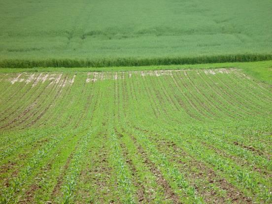 Wassererosion auf pfluglos bestellter Maisfläche Optimierung der pfluglosen Bearbeitung bezüglich