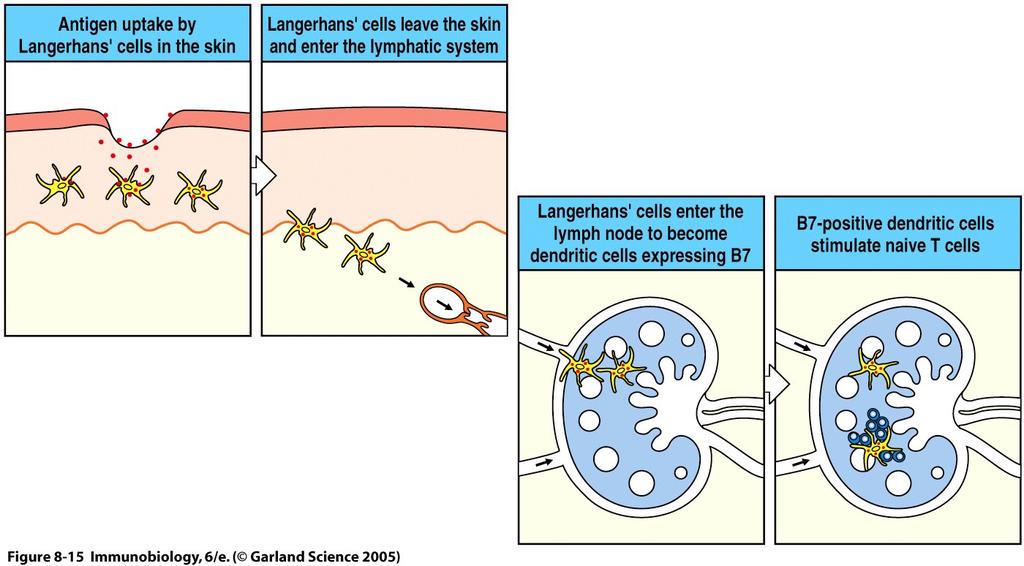 Langerhans-Zellen in der Haut nehmen ein Antigen auf Langerhans-Zellen dringen in das lymphatische System ein Antigen Langerhans-Zellen