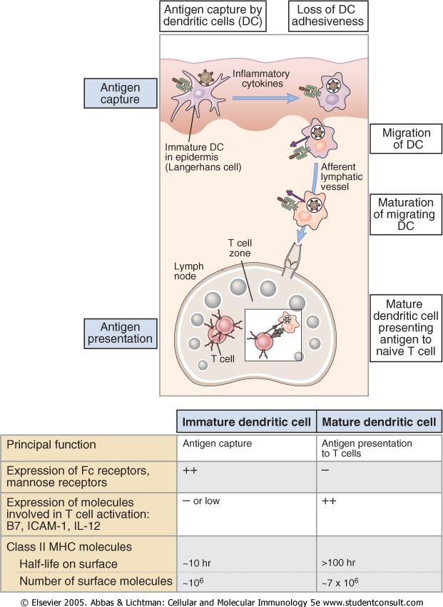 Rolle der dendritischen Zellen