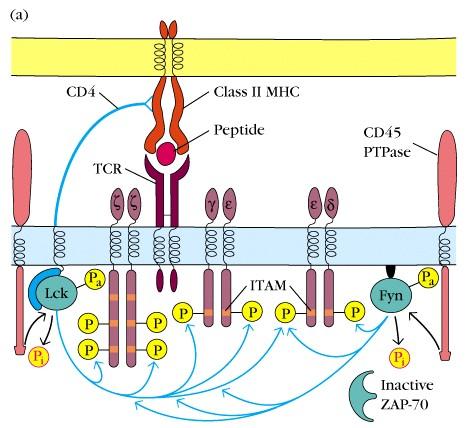 Beginn der Signaltransduktion APC APC CD3 CD3 T cell ITAM: immunoreceptor tyrosine-based activating motif T cell 1.
