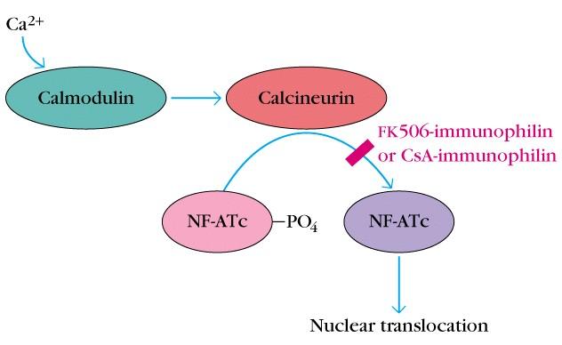 Mechanismus der Immunsuppression von Cyclosporin A (CsA) und FK-506: - Immunophiline