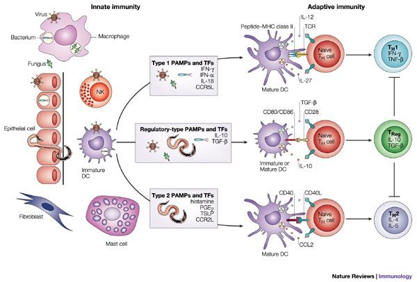 Dendritische Zellen polarisieren der Immunantwort PAMP: