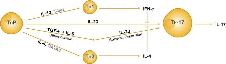 Die Entwicklung von CD4+ Th17-Zellen Die IL-17 Zytokine, die von Th17 produziert werden, verursachen eine Entzündung.