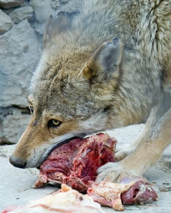 Kapitel 2 Überleben Die jungen können nicht Jagen deswegen müssen sie essen was sie so finden können. Beeren wen nötig und alte tote Kadaver.