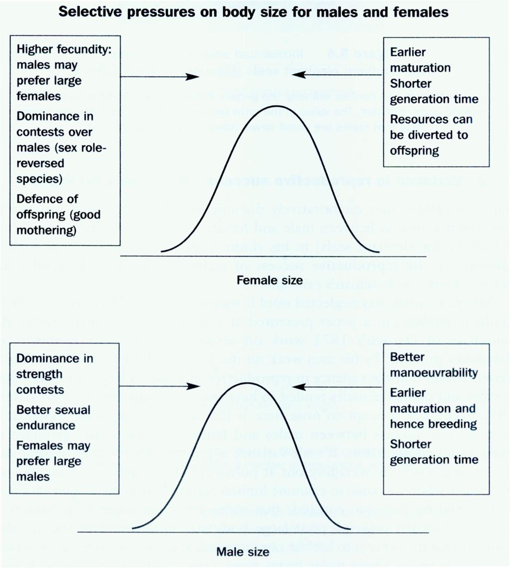 Illustration zu Unterschieden im reproduktiven Erfolg und Bateman s Principle: Die beiden Abbildungen