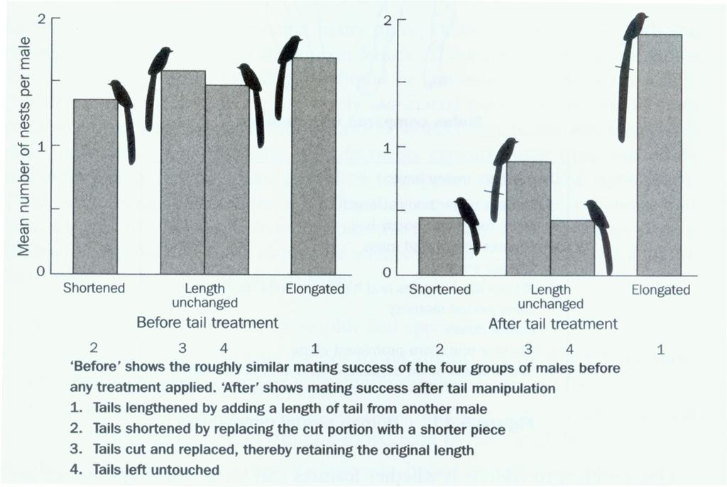 Fallstudie 2: Manipulation der Schwanzfederlänge bei Widow-Birds und deren Effekte auf die