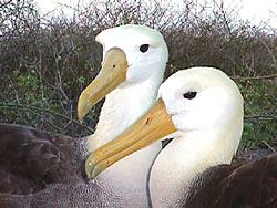 Beispiel Albatros: Die Individuen paaren sich für ein ganzes Leben und können