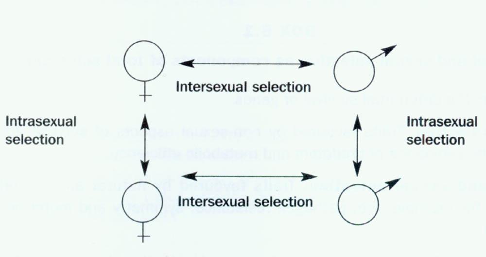 Intra-sexuelle Selektion: Beispielsweise bei polygynen Bedingungen hier konkurrieren Männer untereinander.