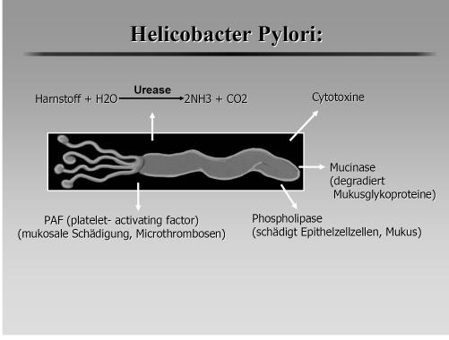 H. pylori is a causal factor in most cases of peptic ulcer disease Amoniakmantel Duodenal ulcer 5% 1% 2% Gastric ulcer 25% 92% 70% 3% 2% H.