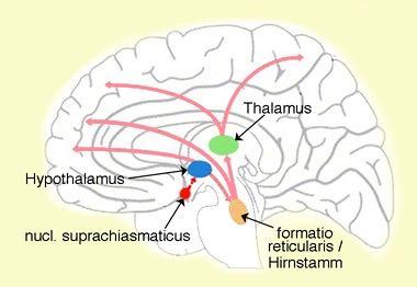 V dafür ist die Formatio reticularis zuständig, der Hirnschrittmacher Eine der komplexesten und vielseitigsten Strukturen des Gehirns ist die Formatio