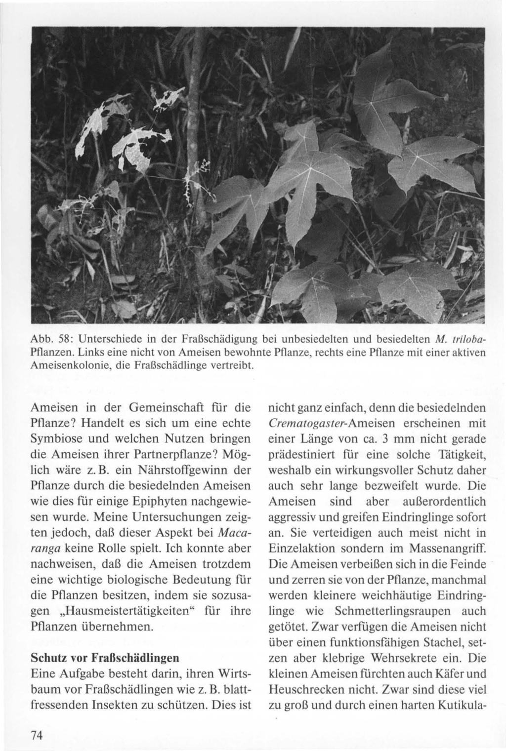 Abb. 58: Unterschiede in der Fraßschädigung bei unbesiedelten und besiedelten M. triloba Pflanzen.