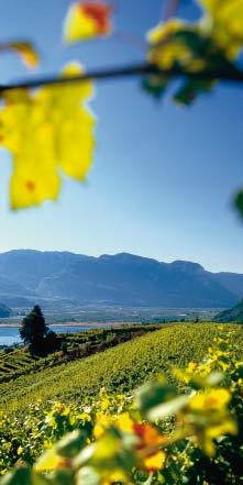 In dieser fruchtbaren Gegend liegen die beiden größten Weinbaugemeinden Südtirols, Eppan und Kaltern, die auf eine lange Vernatsch-Tradition schauen.