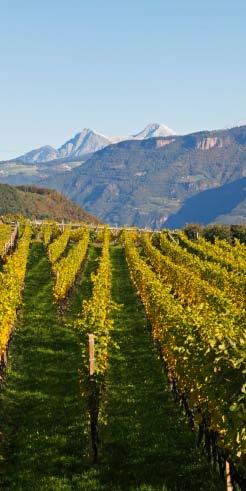 38 39 Sortenvielfalt Ein breites Genuss-Spektrum Das vielseitige Terroir Südtirols erlaubt den Anbau von rund 20 verschiedenen Traubensorten.
