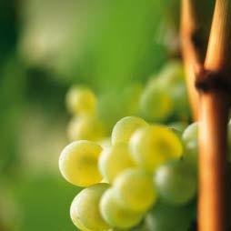 40 41 Die Weißweine Eine Klasse für sich Südtirols Weißweine gehören zur Qualitätsspitze des italienischen Weinbaus.