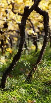 WeiSSe Cuvées: edle Verschnitte Südtirols weiße Cuvées sind gerade auch im Segment der prestigeträchtigen Spitzenweine anzutreffen.