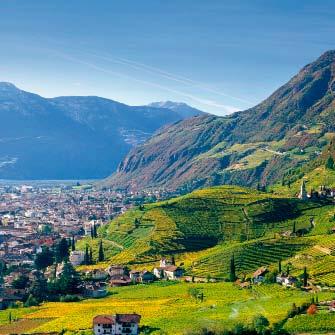 64 65 Organisation und Vertrieb Das Qualitätsniveau der Südtiroler Weine ist in den letzten Jahren durch die Bank stark gestiegen und bewegt sich aktuell auf hohem önologischem Niveau, auch bei den