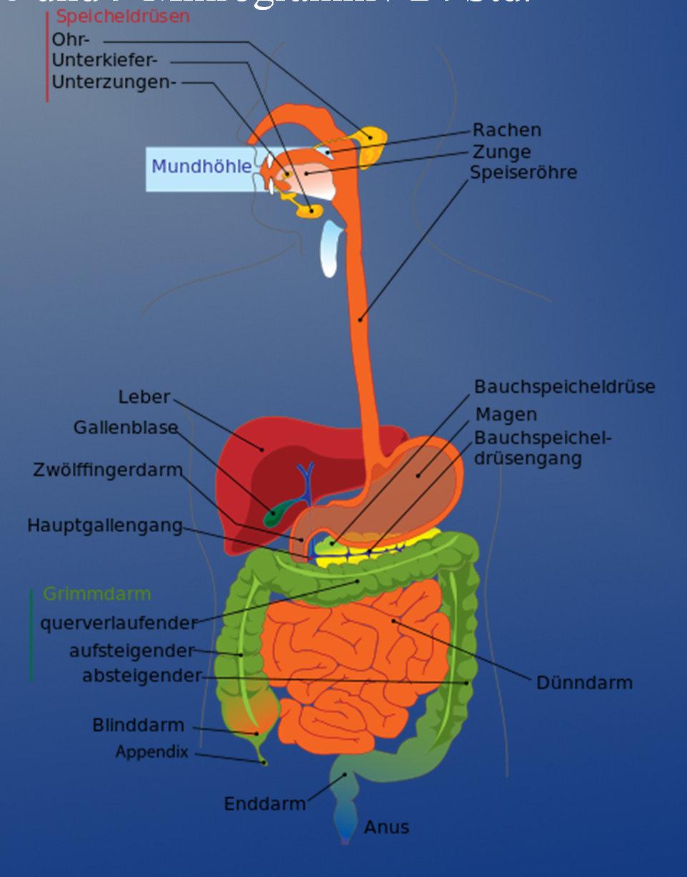 Biotin wird im oberen Teil des Dünndarms resorbiert und in alle Organe Verteilt höchste Biotinkonzentrationen in der Leber und in