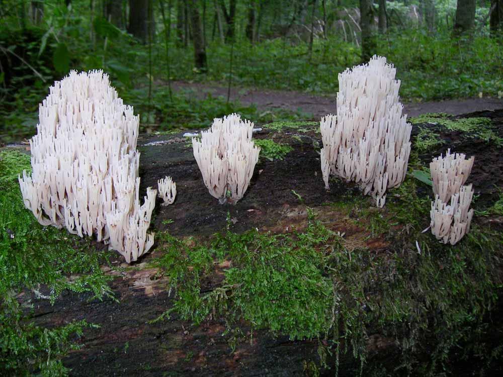 Totholz - ein Pilzparadies