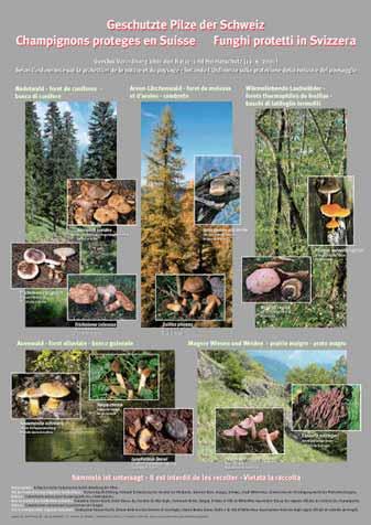 Geschützte Pilze der Schweiz - 12 NHV 1 -Arten Gefährdungsursachen Massnahmen Intensive Forstwirtschaft (Monokulturen, standortsfremde Anpflanzungen, fehlender Altwald) Bodenbeschädigungen naturnaher
