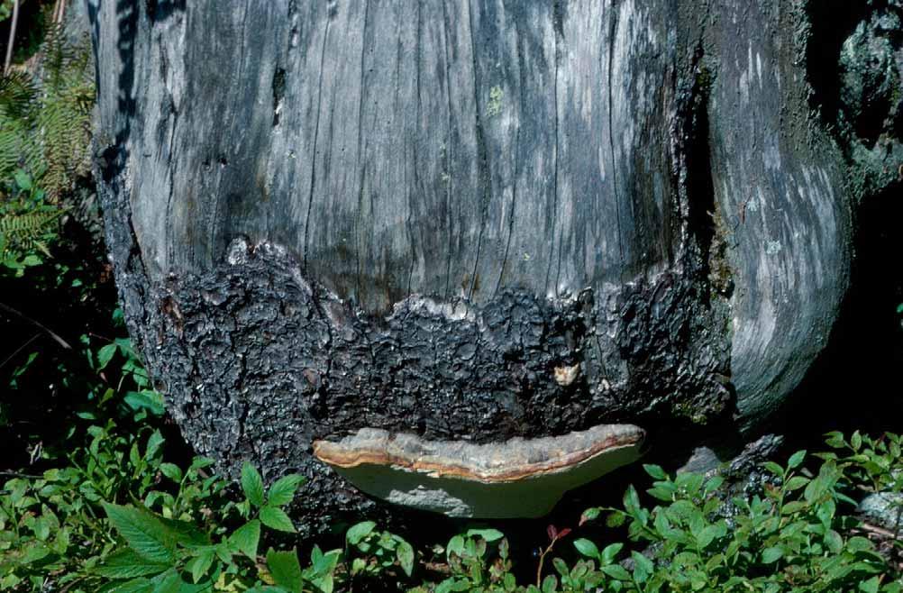 Ökosystemfunktionen der Pilze Abbau von organischer Materie alles organische Material die Hälfte aller Pilze lebt in irgendeiner Form saprotroph.