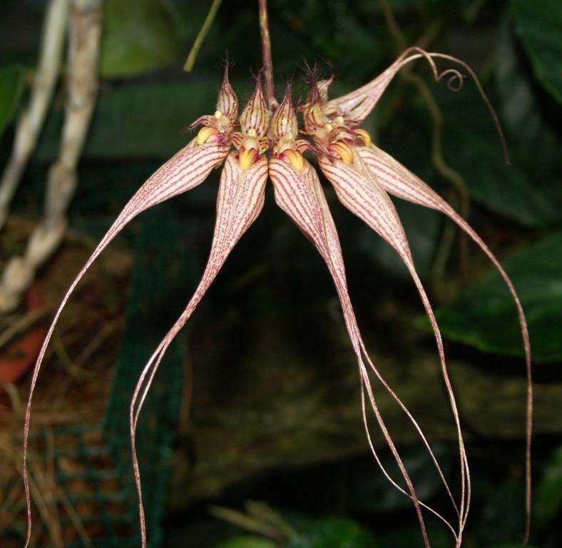 Frauenschuh-Orchideen sind in den tropischen Gebieten Amerikas als Phragmipedium mit ca. 24 Arten, im tropischen Asien als Paphiopedilum mit ca.