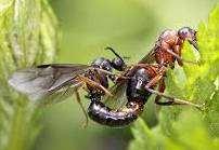 9 Fortpflanzung Kurz nach dem Schlüpfen im Sommer verlassen die geflügelten Ameisen (Männchen und Königinnen) den Bau und machen den so genannten Hochzeitsflug.