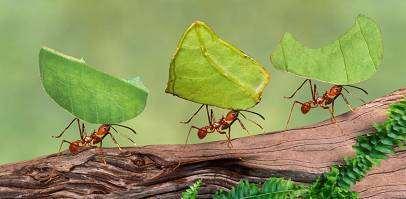 10 Orientierung und Kommunikation Warum verirren sich diese kleinen Insekten nicht oder geraten in den falschen Ameisenbau?