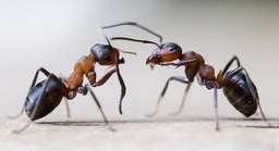 Außer über ihren Tastsinn und durch Pheromone können sich Ameisen auch anhand der Polarisation des Lichts orientieren.
